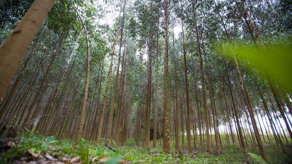 As florestas plantadas oferecem mais do que madeira e energia